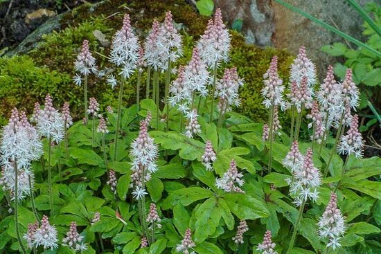 Tiarella Heronswood Mist- tiarella